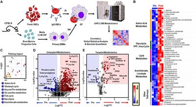 Metabolic Reprogramming of Mouse Bone Marrow Derived Macrophages Following Erythrophagocytosis